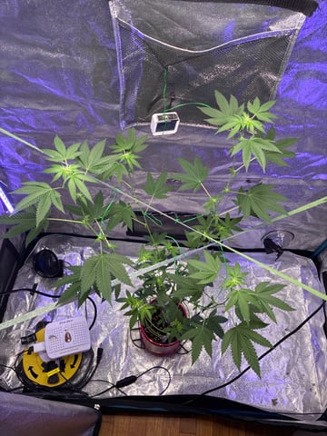I Dont Know What Kind It Is Lol — grow_setup, day 2
