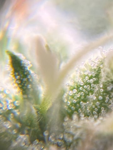 ripleys og — flower, day 74