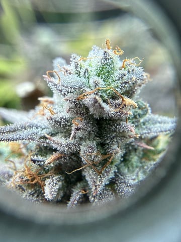 3rd grow  — flower, day 117