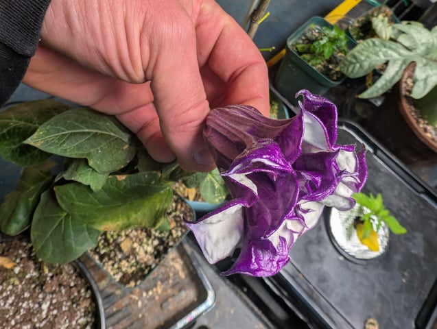 See what grows — vegetative, day 333