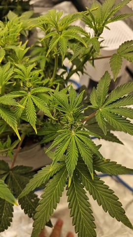 Autos For The Rest Of Winter 🔥🔥😉 — germination, day 10