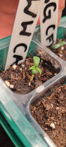 First Grow with the new setup  — seedling_rooting, day 2