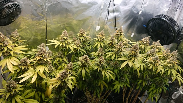 Closet grow  — flower, day 100