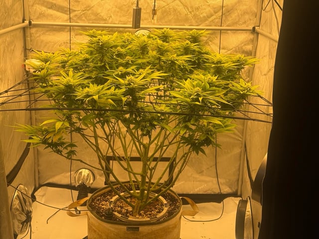 tropickle — flower, day 70