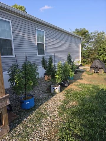 Outdoors L.S.D and Cinderalla 99 