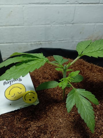 Strawberry Banana Auto  — vegetative, day 51