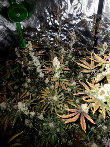 Funk Mountain 2 — harvest, day 74