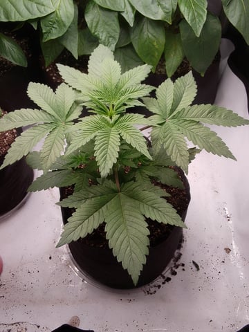 blue dream bag seed — vegetative, day 7