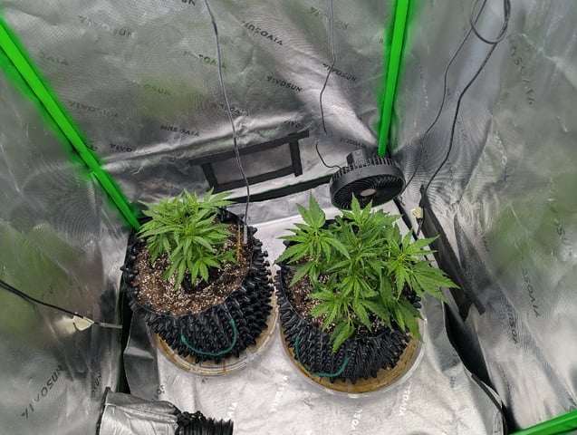 Titan F1 grow  — vegetative, day 33