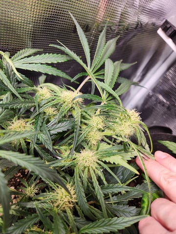 Autoflower grow. my first grow  — flower, day 47