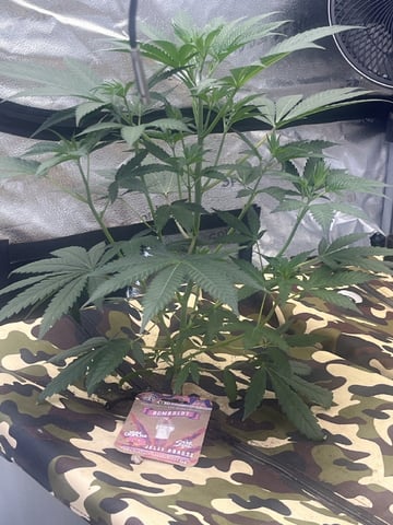 Humboldt, Hella Jelly. Jelly Donut  — vegetative, day 30