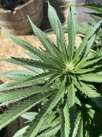 Solfire Gardens Grow — flower, day 108