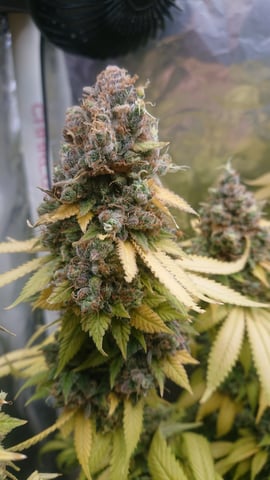 Closet grow  — flower, day 107