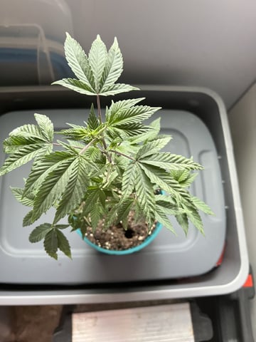 White Widow Auto — flower, day 71