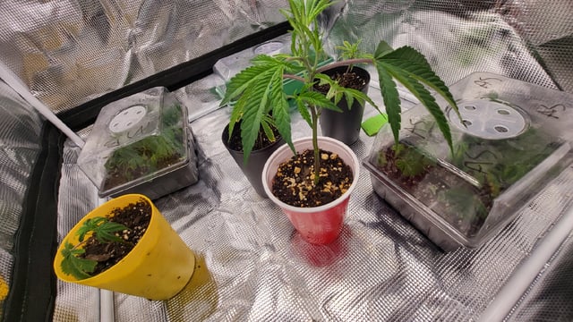 2x2x4 — vegetative, day 31