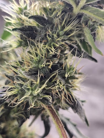 Glookies by Barneys Farm