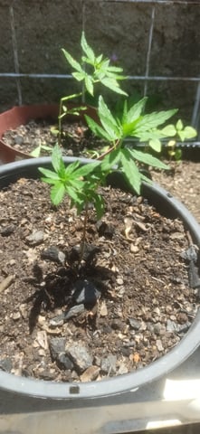 Prentwins — vegetative, day 34