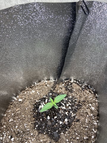  Tropicana Cherry  — seedling_rooting, day 7