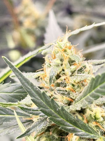 First grow — auto, day 58