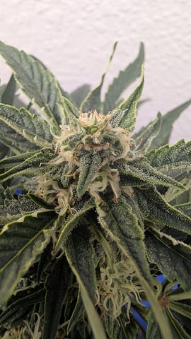 mephisto winter 2026 — flower, day 49