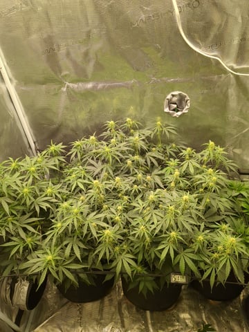 first grow — flower, day 35