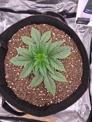 Northern lights #10 (Alaska) — vegetative, day 16