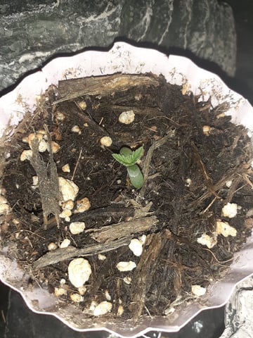 Sub Zero#12 Photoperiod Grow — germination, day 1