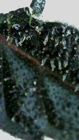 1st Auto Grow (LSD + BrB) - 1st indoor Grow — flower, day 74