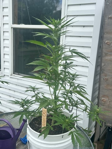 First ever grow — flower, day 60