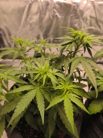 New grow — flower, day 30