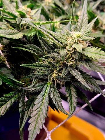 Fastbuds Autoflower Run — flower, day 70