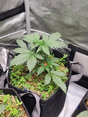 Mephisto Apple Crush and Pop tart OG in Nature's Living Soil.  — vegetative, day 25