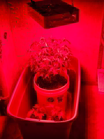 gary poppins — flower, day 70