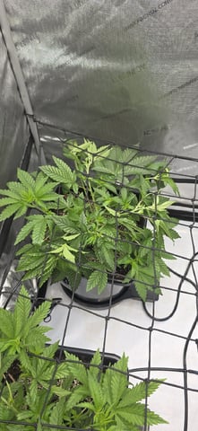 Lime Rian. — vegetative, day 38