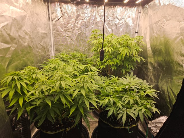 Double Trouble  — flower, day 59