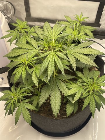 3x3 Grow