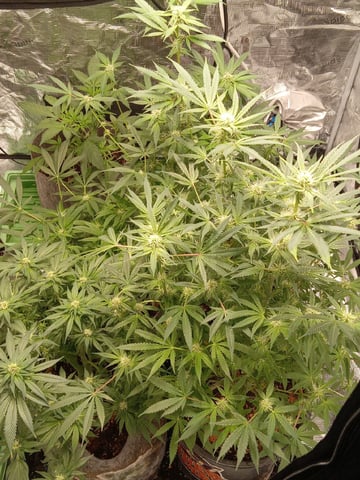 critical purple kush x peyote wifi  in the auto pot system tray 2 grow with added microhazian to the coco coir  — flower, day 83