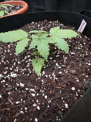 Rc Exotics — vegetative, day 20
