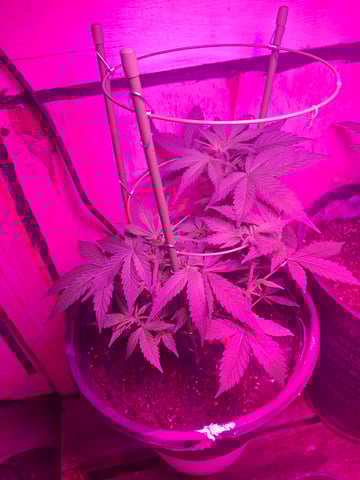 Queen B  — flower, day 52