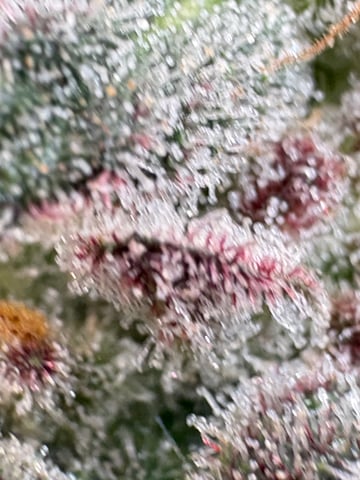 back to my roots.  — flower, day 54