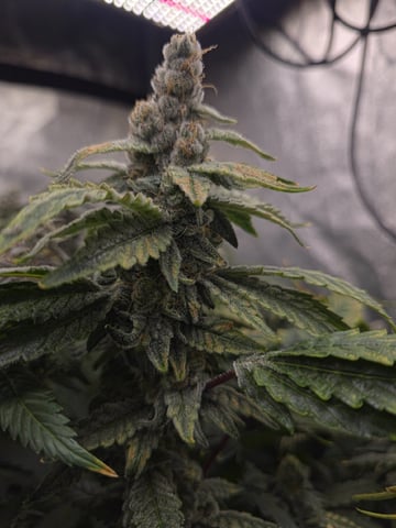 Oceanz 16 — flower, day 159