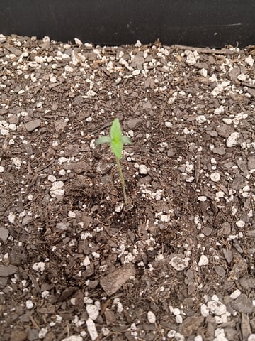 tropicana cookie purple  — seedling_rooting, day 1