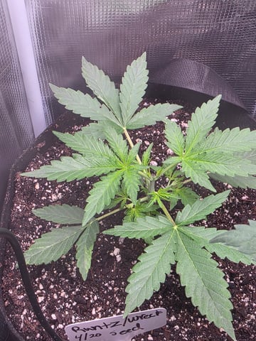Auto RuntzxWreck — vegetative, day 1