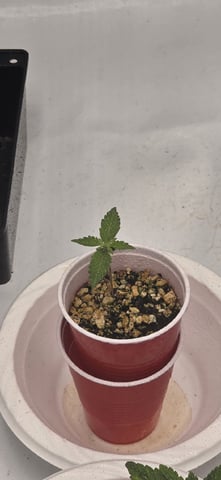 Lime Rian. — vegetative, day 16