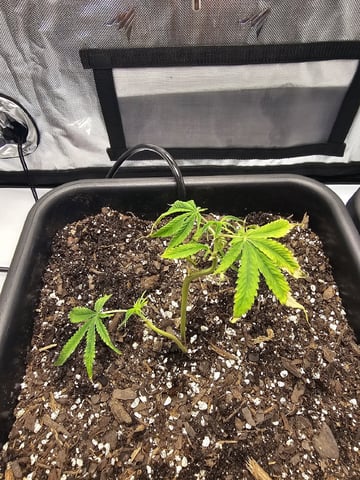 First Grow — vegetative, day 8