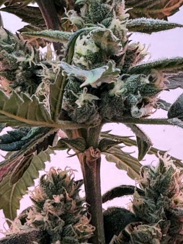 Mindfield - with Girl Scout Cookies (auto) — flower, day 24