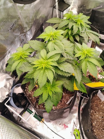 3x3 Spider Farmer  — vegetative, day 1