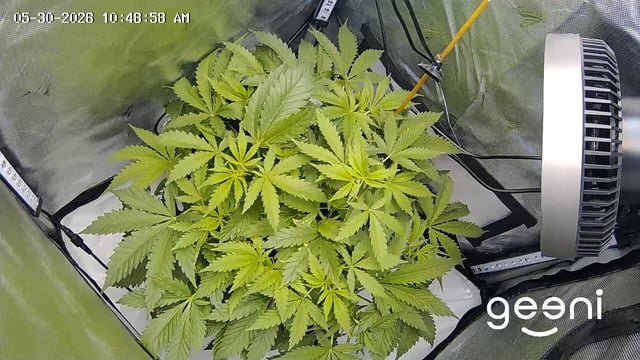 Cinderella 99 — vegetative, day 46