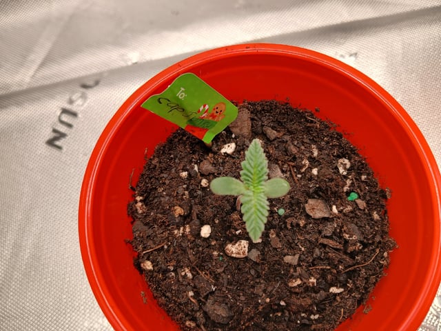 fruity pebbles, cap junky — seedling_rooting, day 16