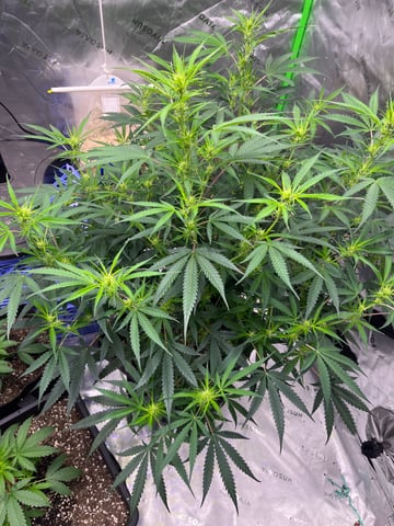 Blueberry auto — flower, day 64